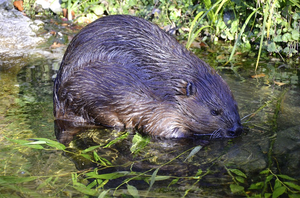 Canadese bever