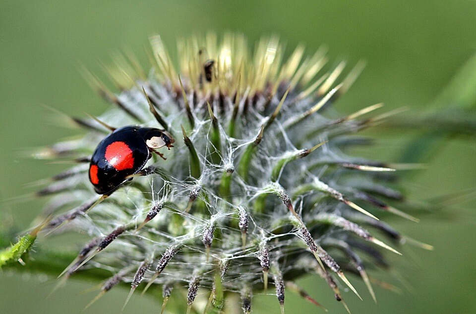 Coccinellidae