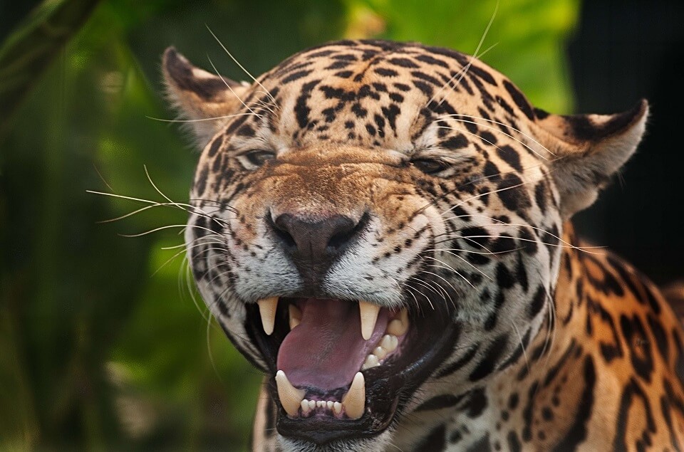 jaguar