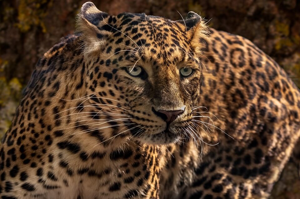 jaguar