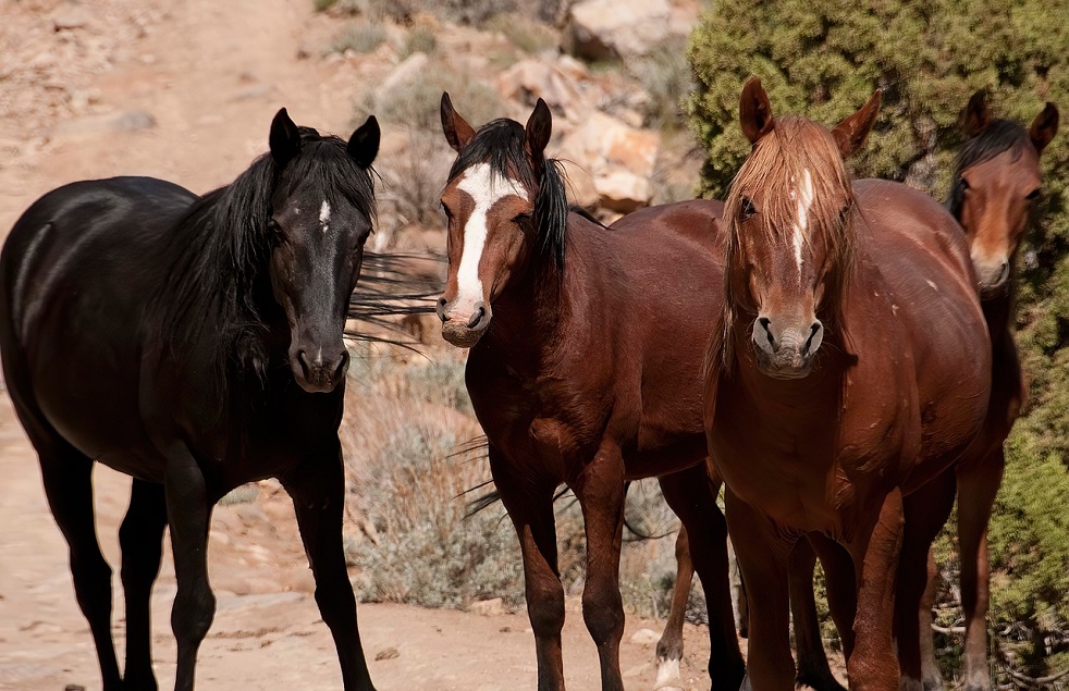 mustang paard