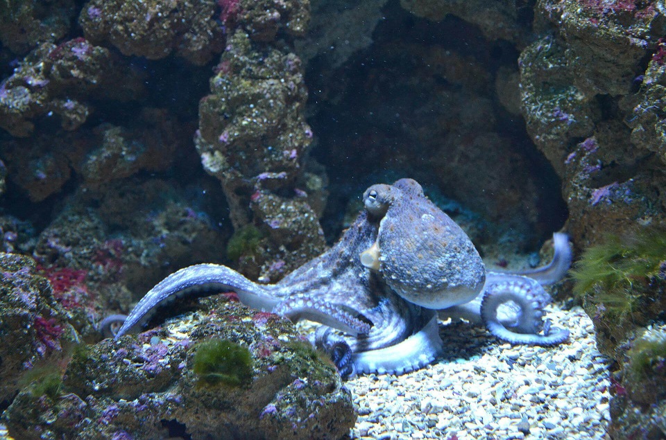 octopus