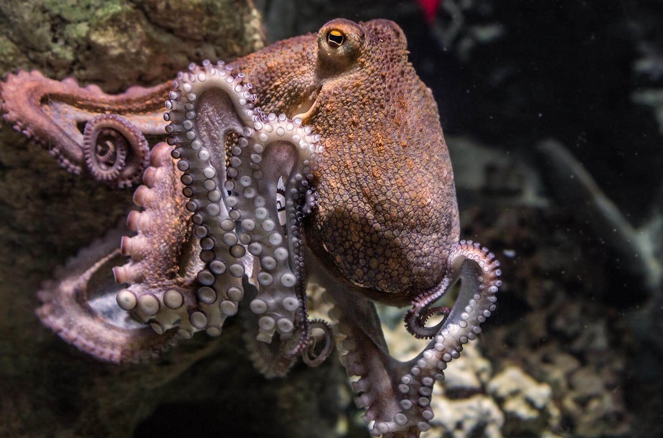 octopus