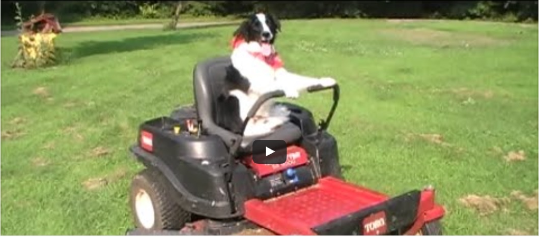 Border collie maait uw gras