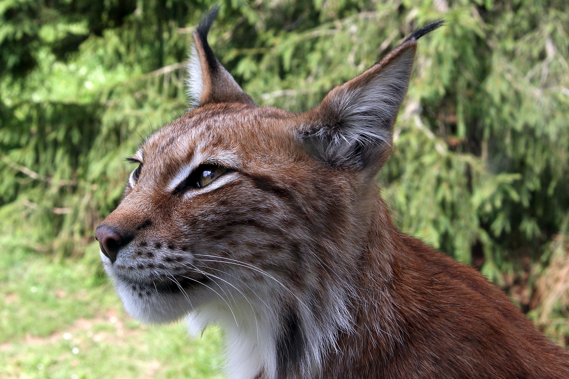 Lynx Met Prooi : Lynx, (lynx, lynx), mannelijke, met, prooi, ree .