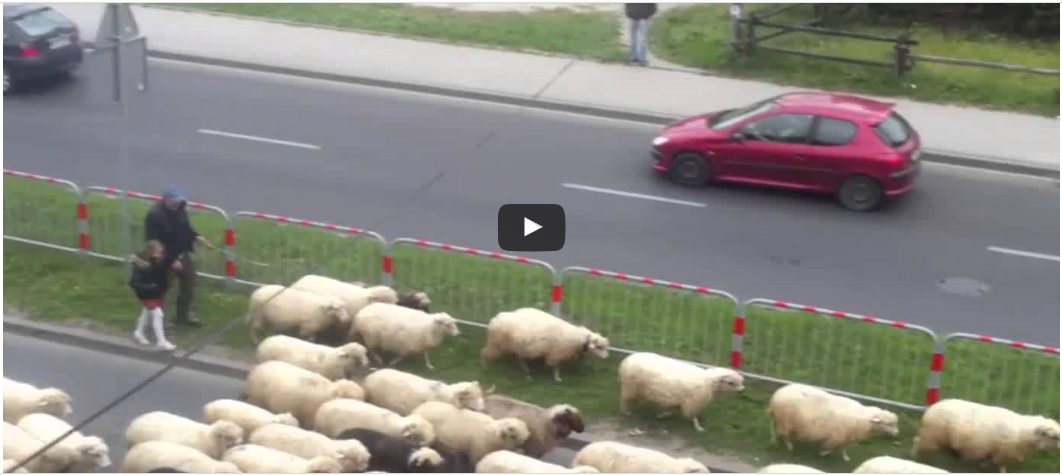 Schapen op straat