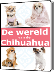 de wereld van een chihuahua