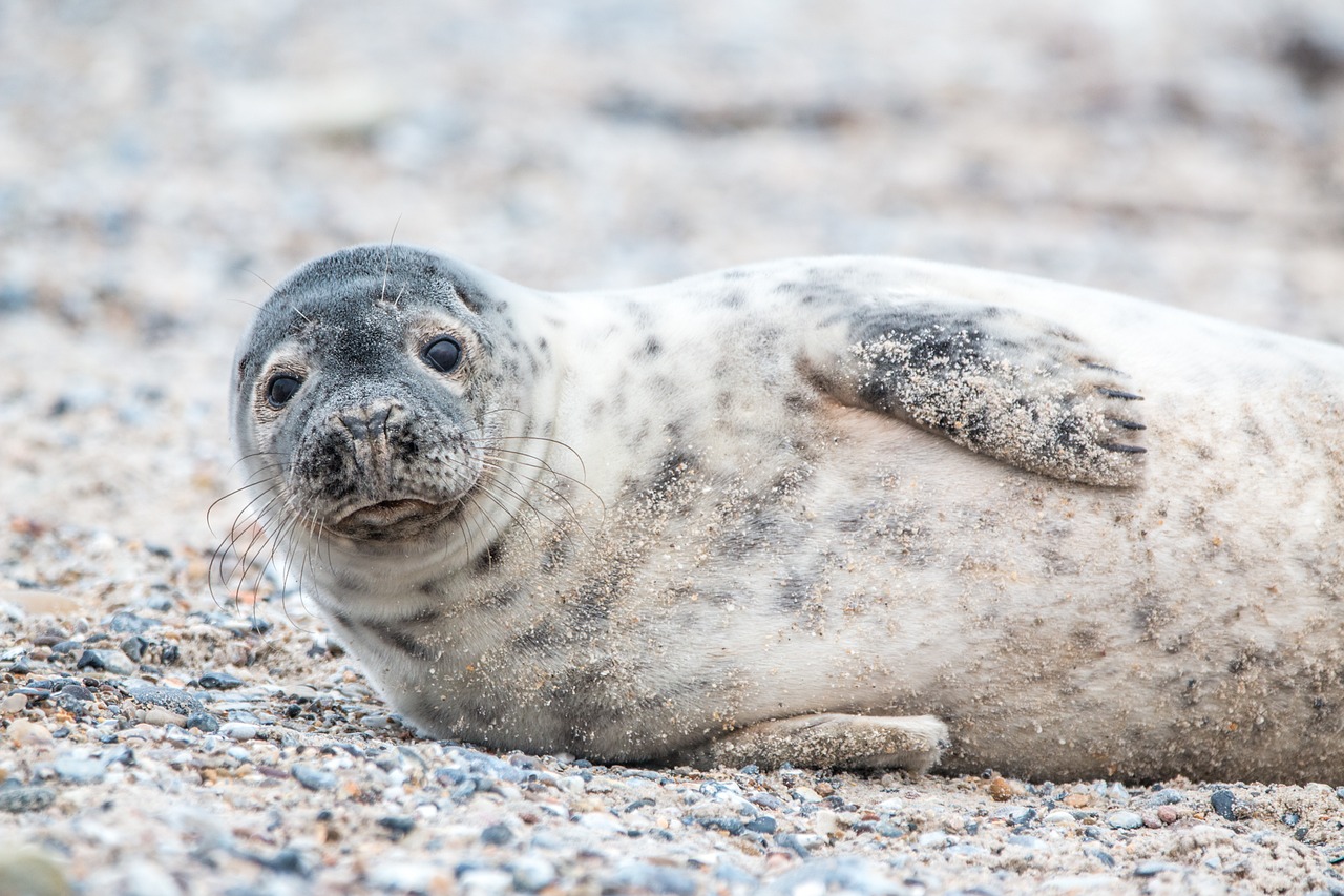 grijze zeehond