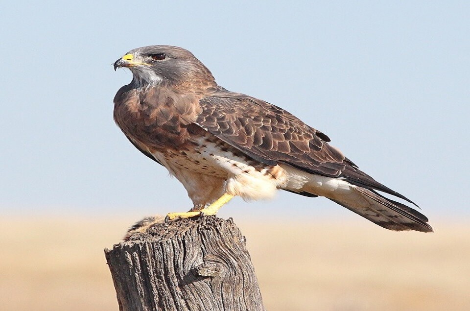 Havik (Accipiter gentilis)