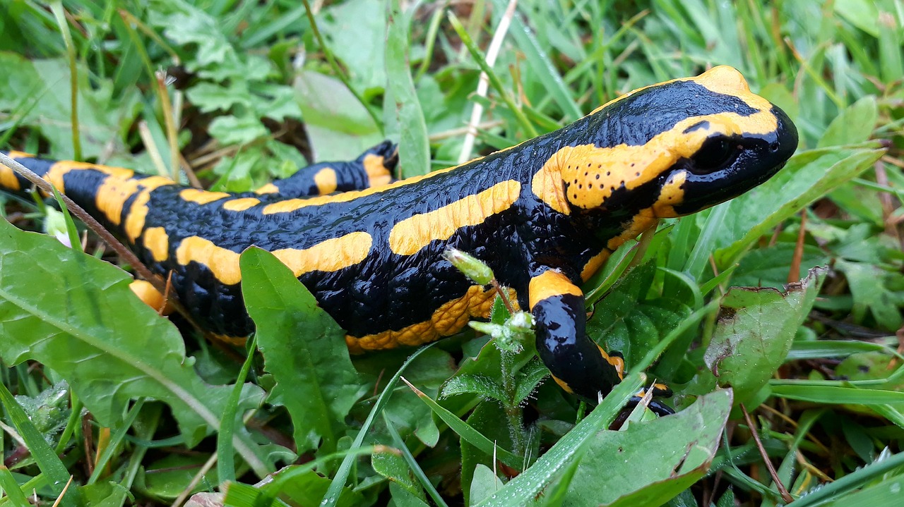 Vuursalamander