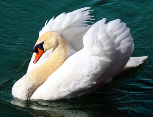 Knobbelzwaan (Cygnus olor)