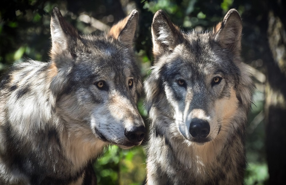 gebaar kam extreem Wolf (Canis lupus) | Dierenstuff