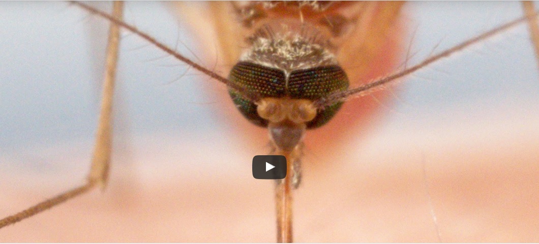 hoe muggen je bloed zuigen is echt schokkend