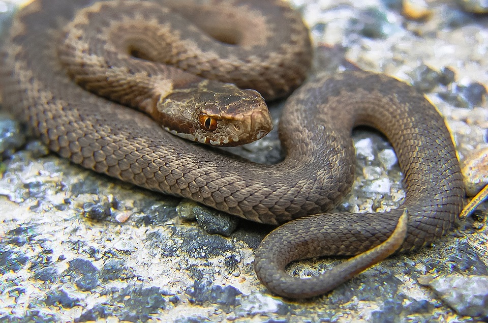 adder