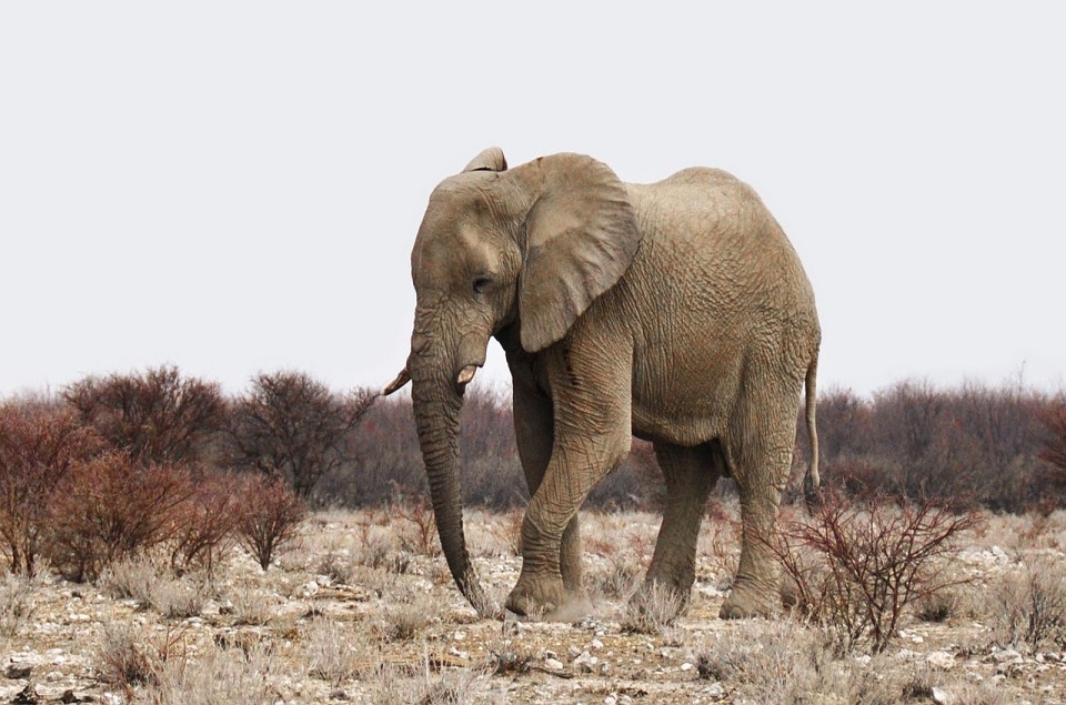 sensor gebouw kaart Afrikaanse Olifant (Locodonta africana) | Dierenstuff