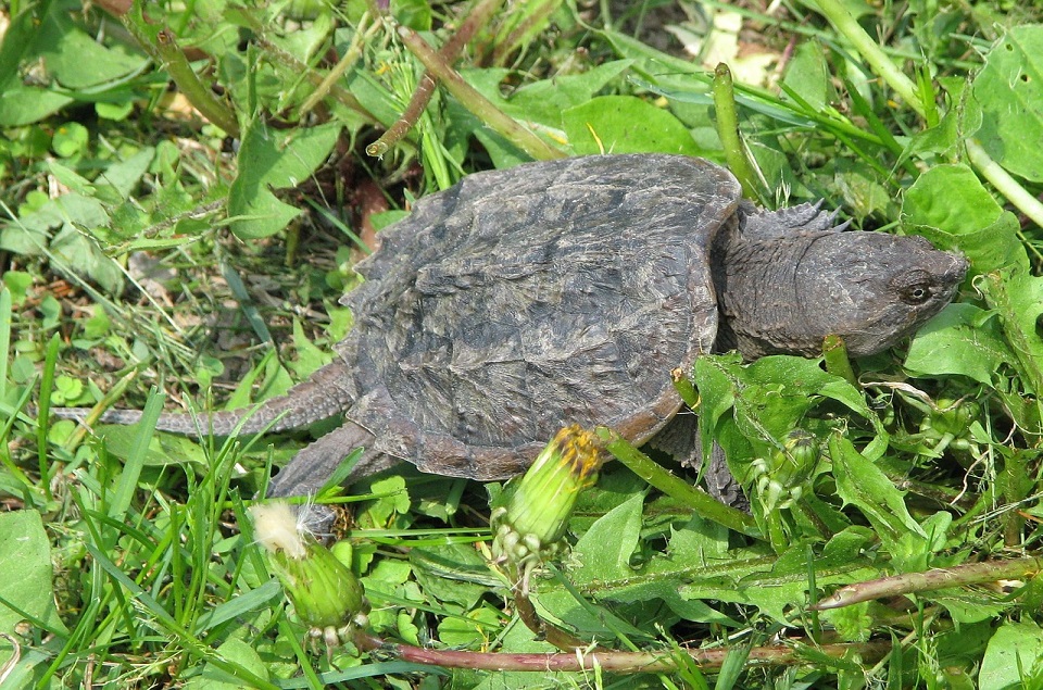 Bijtschildpad