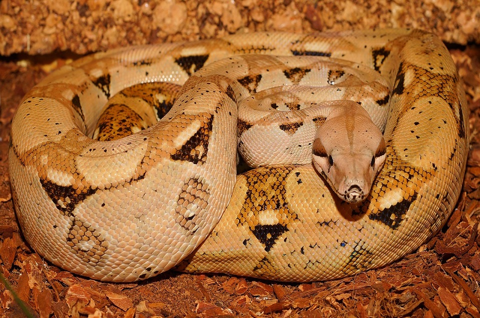 Boa constrictor