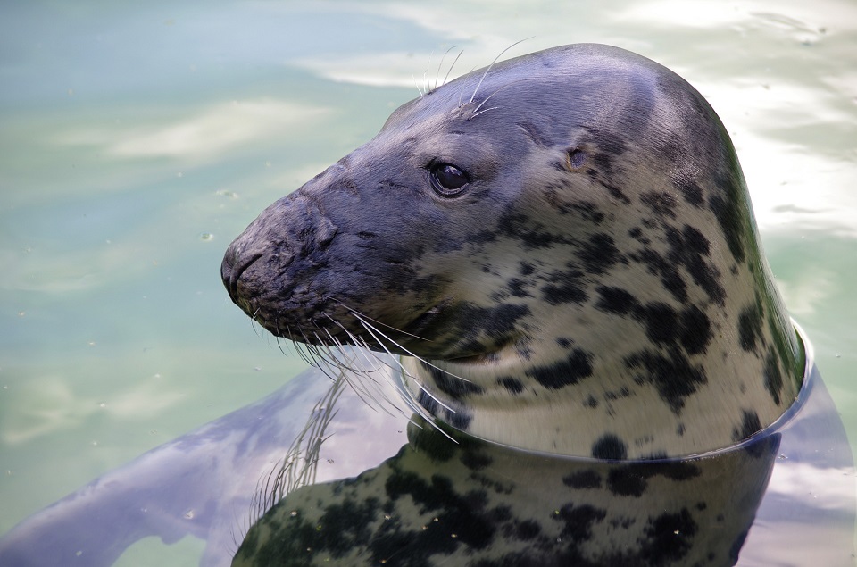 Grijze zeehond