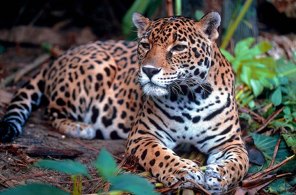 jaguar