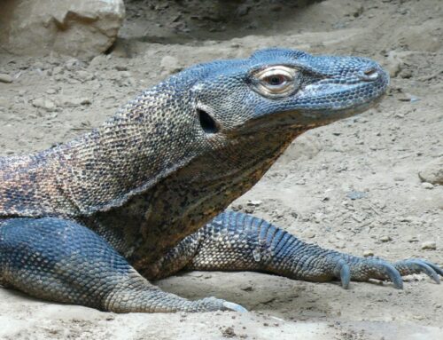 Komodovaraan (Varanus komodensis)