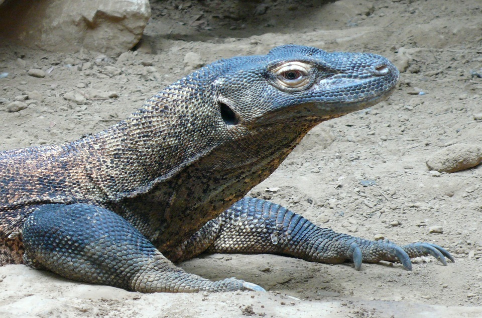 Komodovaraan