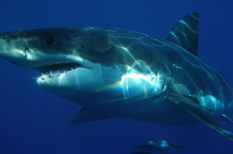 Witte haai (Carcharodon carcharias) Dierenstuff Witte haai (Carcharodon carcharias) Dierenstuff