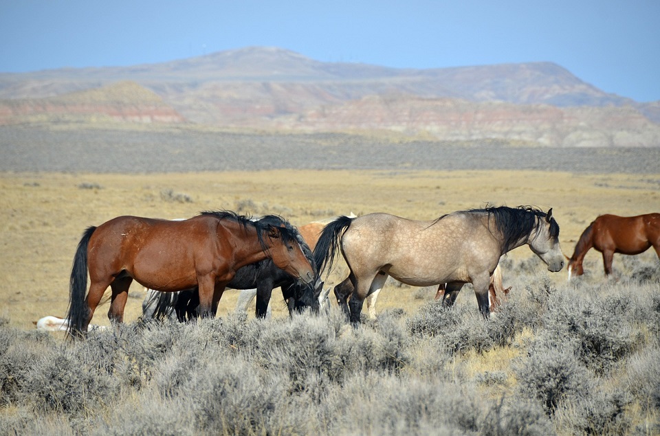 Mustang paard