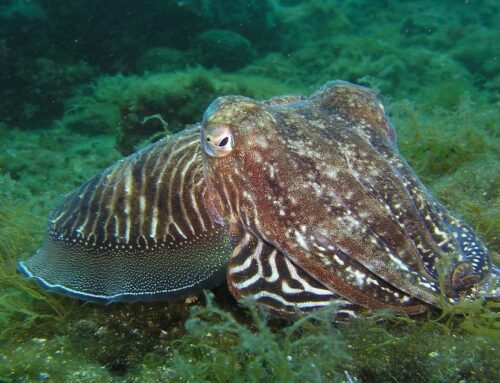 Octopus (Octopus vulgaris)