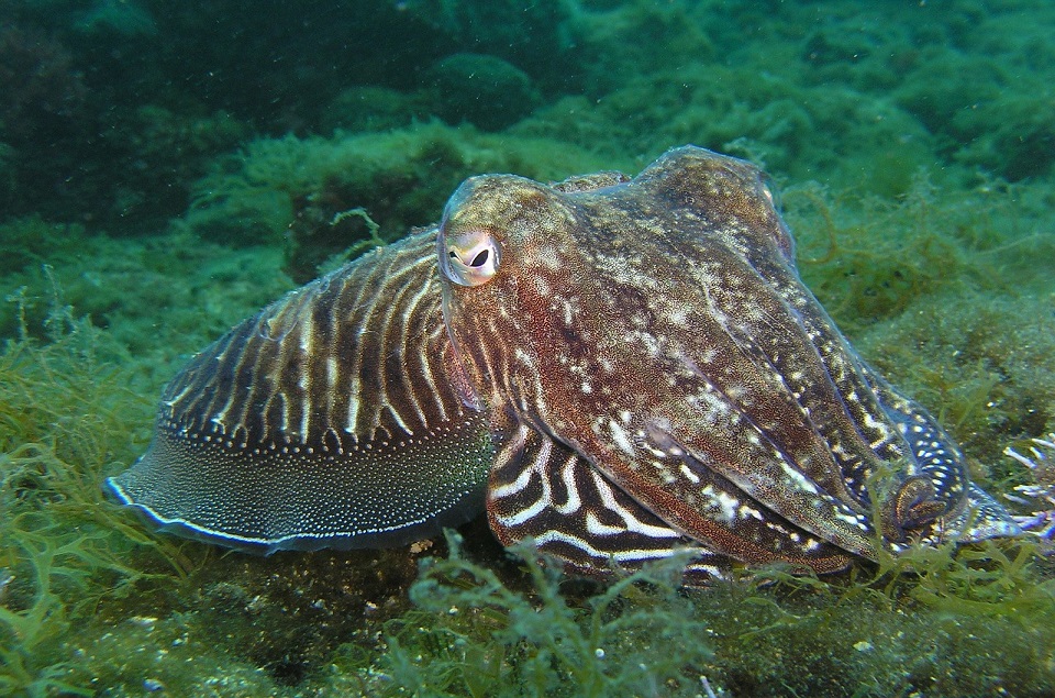 octopus