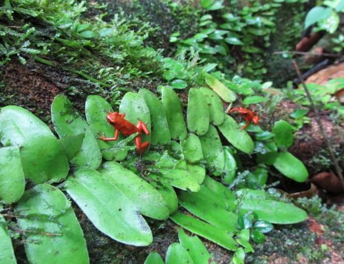 Aardbeikikker (Dendrobates pumilio)