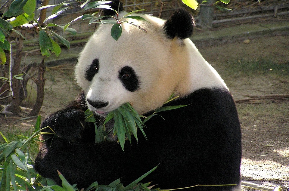 reuzenpanda