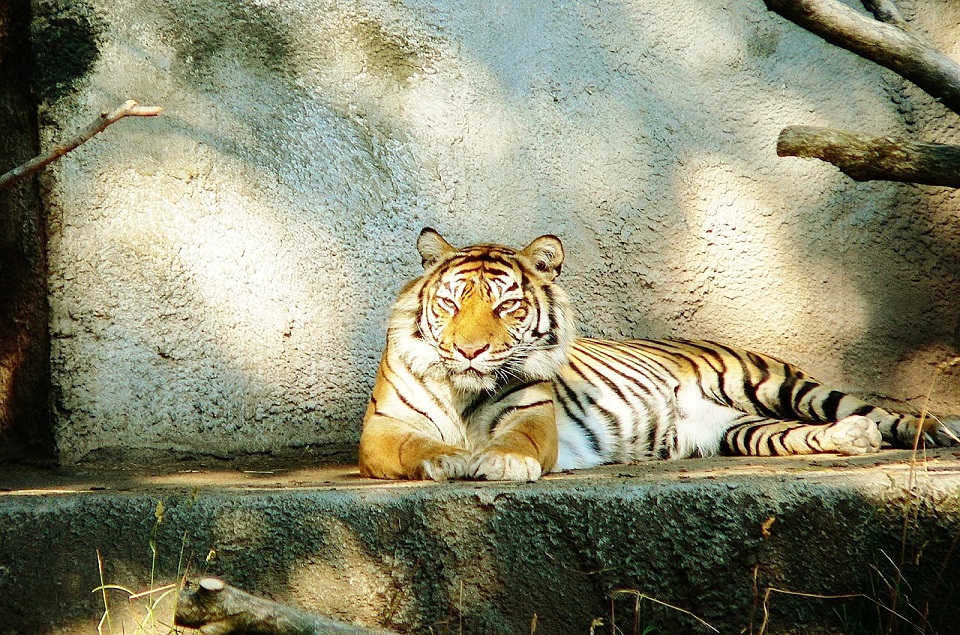 Siberische tijger