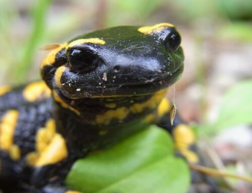 Vuursalamander (S. salamandra)