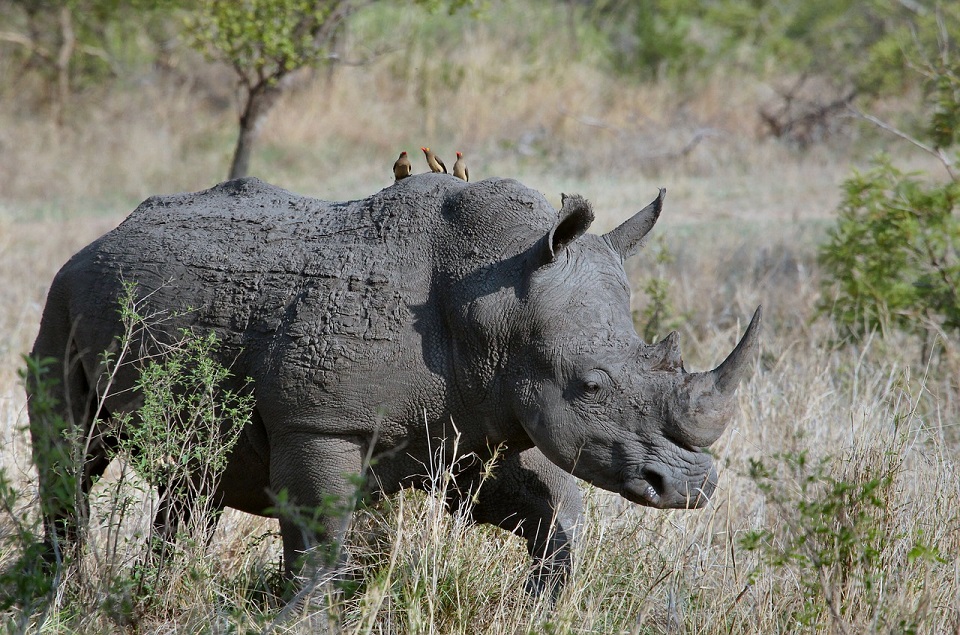 zwarte neushoorn