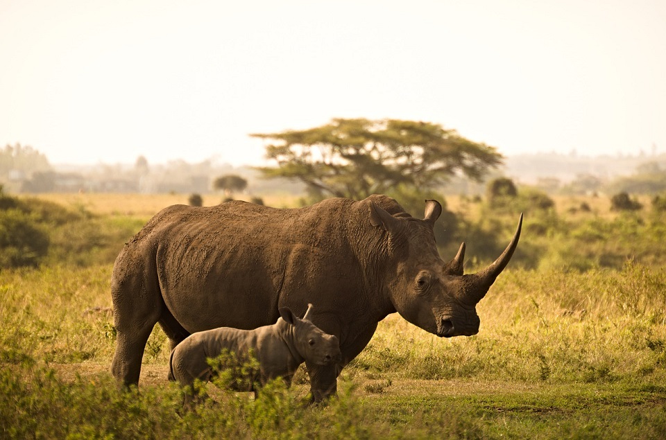 Zwarte neushoorn