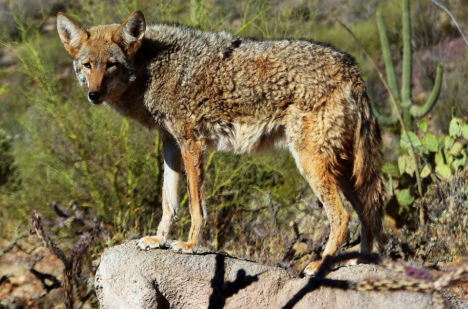 coyote