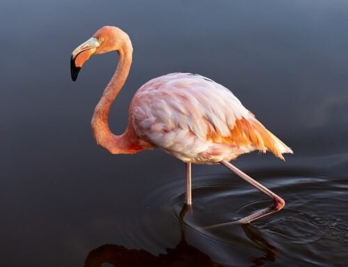 Flamingo (Phoenicopterus ruber)