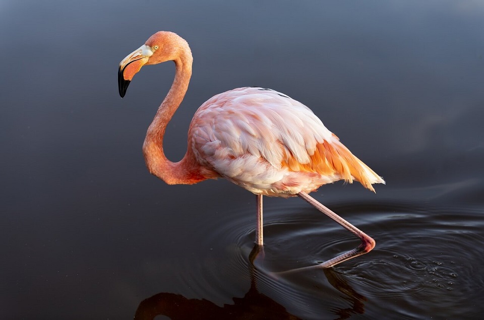 Dubbelzinnig sterk Pijlpunt Flamingo (Phoenicopterus ruber) | Dierenstuff