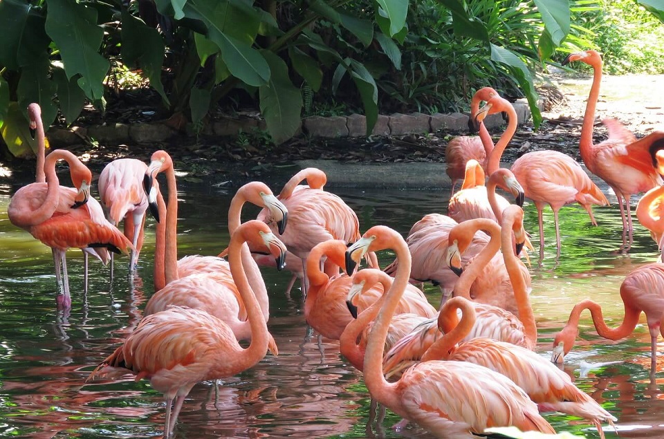 flamingo's