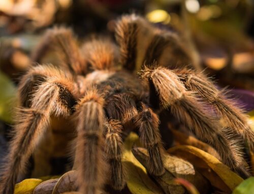 Vogelspin (Theraphosidae)