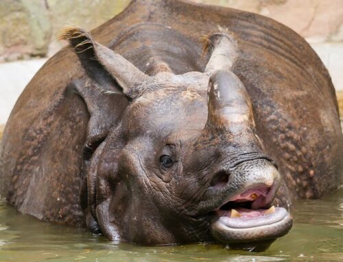 Indische neushoorn (Rhinoceros unicornis)