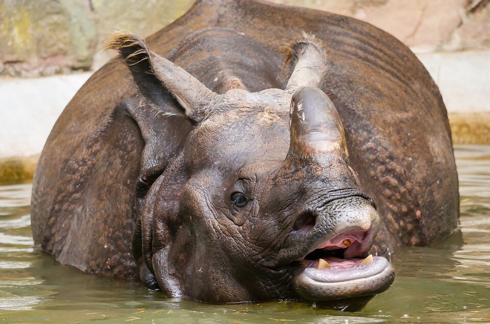 Indische neushoorn