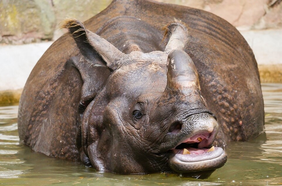 Indische neushoorn