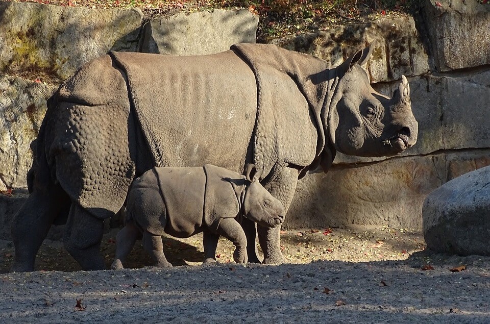 Indische neushoorns