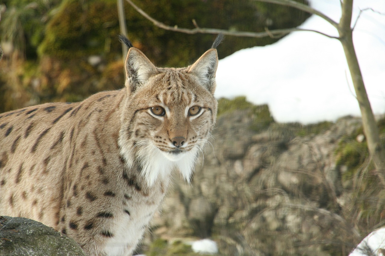 verkoopplan Optimaal nationalisme Dieren van a tot z | Dierenstuff