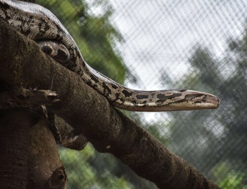 Anaconda (Eunectes murinus) | Reuzenslang