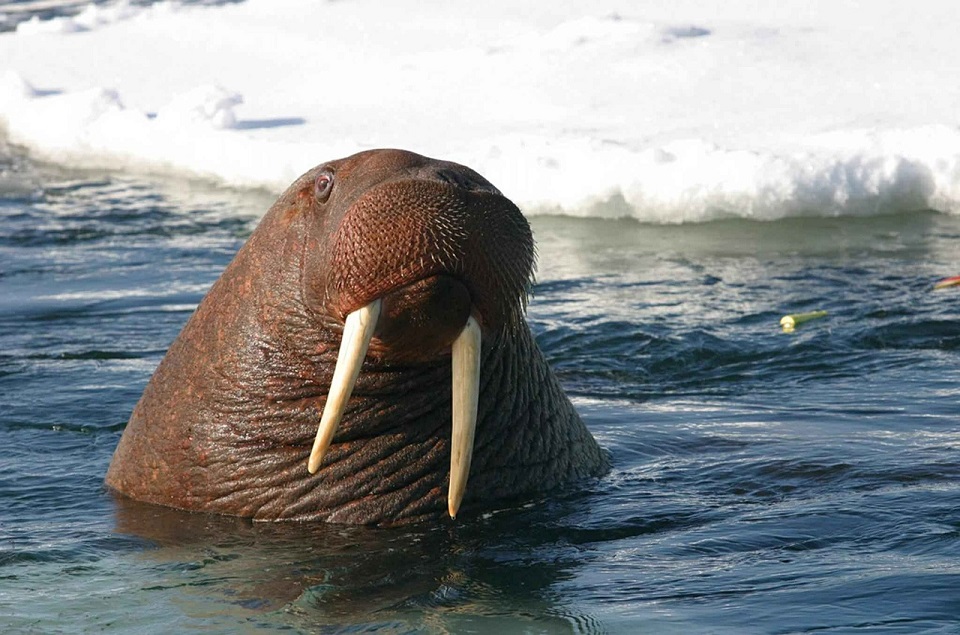 walrus