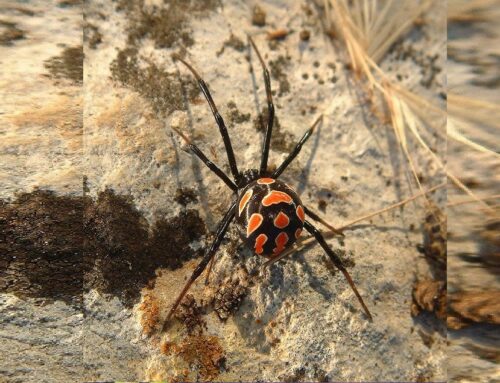 Zwarte weduwe (Latrodectus mactans)