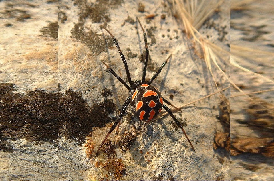 Zwarte weduwe (Latrodectus mactans) |