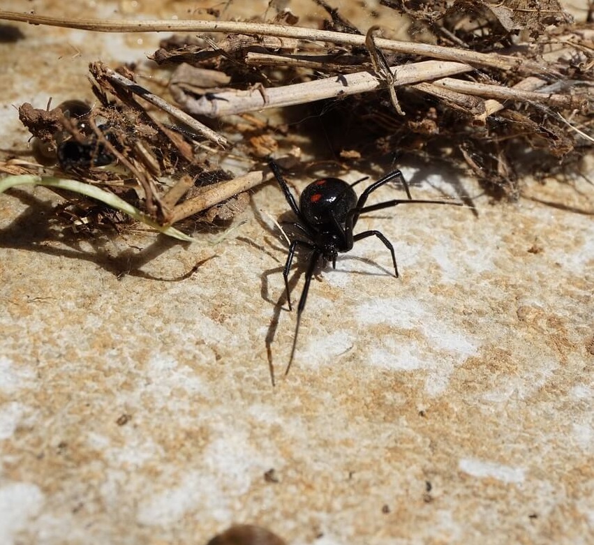 Zwarte weduwe (Latrodectus mactans) |